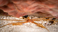 Under the ledge