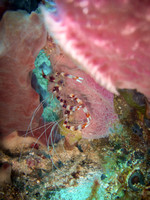 Banded Pair
