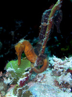 Dueling Seahorses