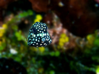 Baby Boxfish