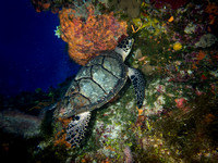 Diver Favorite