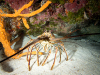 Lobstah!