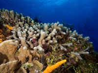 Pretty Reefscape