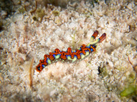 Pretty Slug