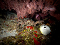 Channel Clinging Crab