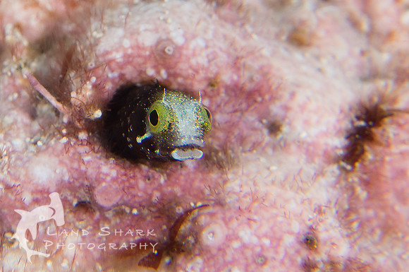 Secretary Blenny