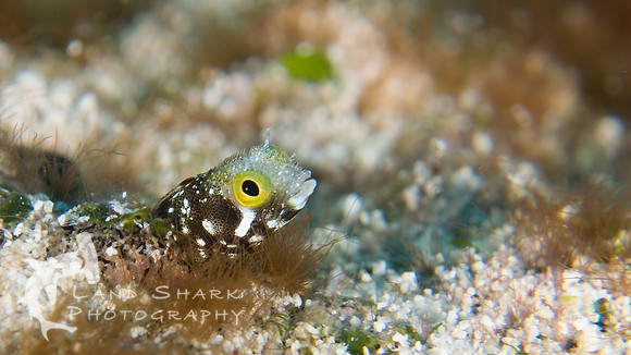 Scretary Blenny