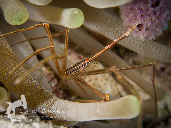 Straight as an Arrow