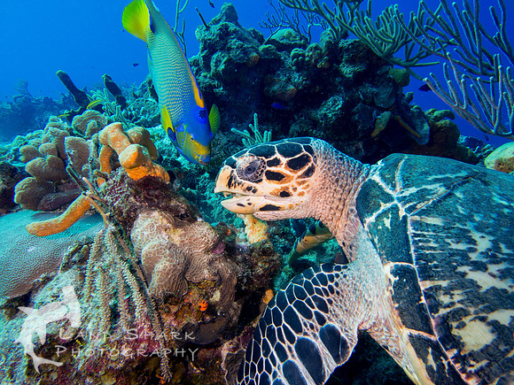 Hawksbill and Queen