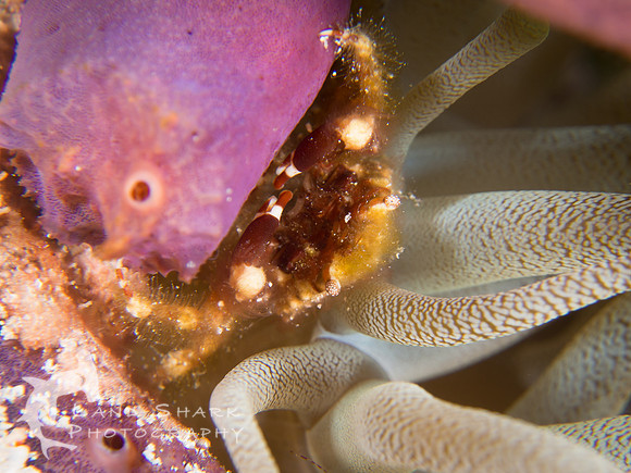Banded Clinging Crab