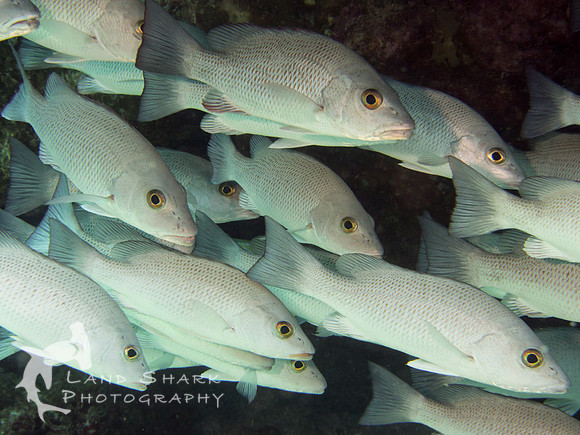 Schooling Fish