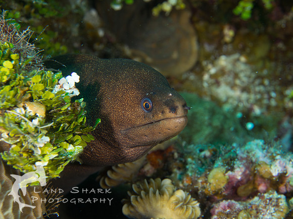 Goldentail Moray