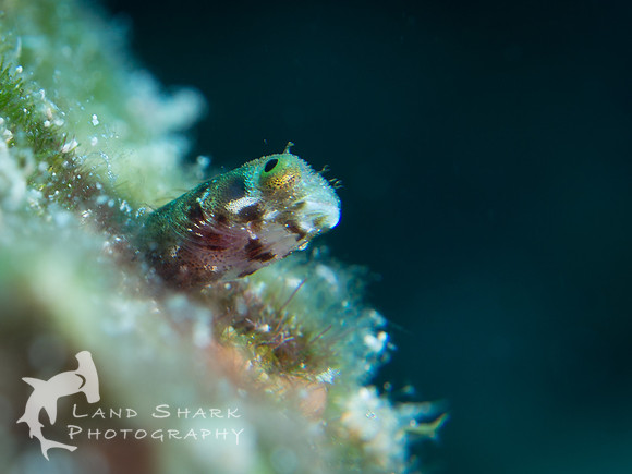 Secretary Blenny Underside