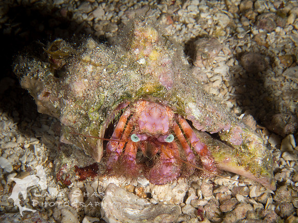 Star Eye Hermit Crab