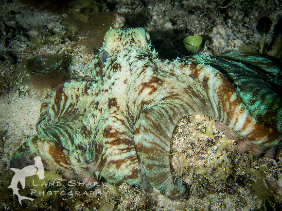 Night Dive Find