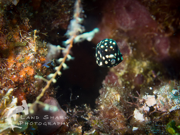 Another Baby Boxfish