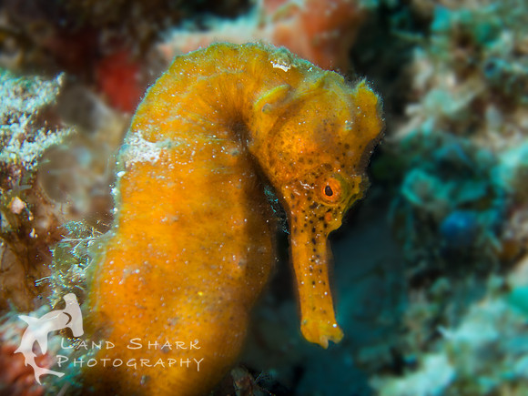 Longsnout Seahorse