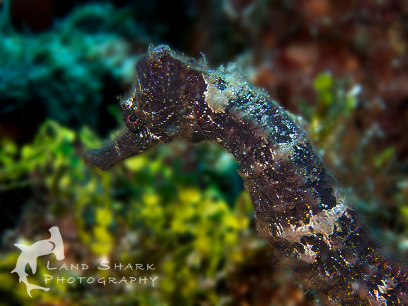 Longsnout Seahorse