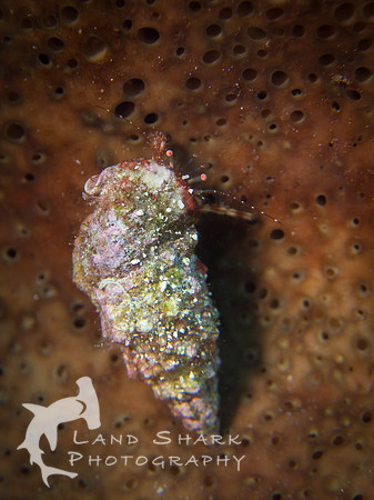 Small Hermit