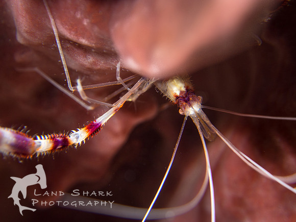 Red Banded Coral Shrimp