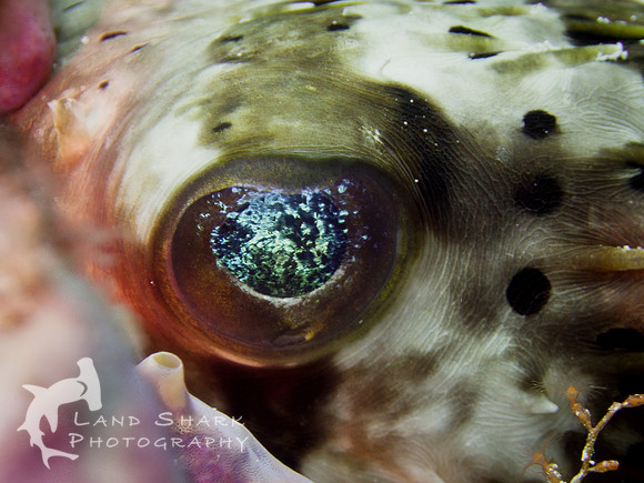 Eye of the Puffer