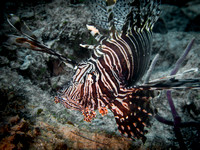 Bimini_170310_100442
