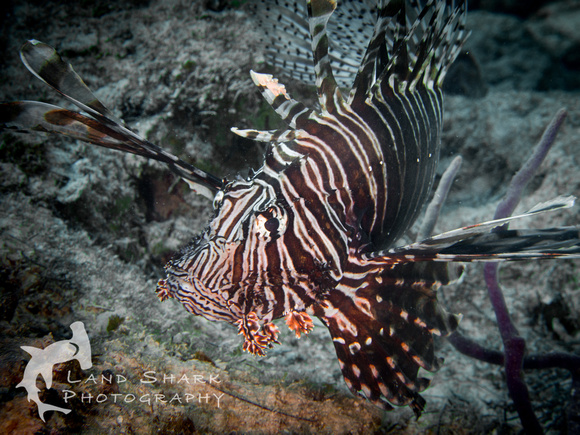 Bimini_170310_100442