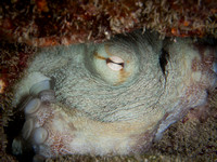 Octopus Den