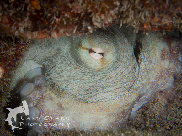 Octopus Den