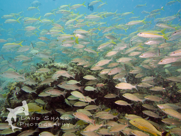 Bimini_170310_113915