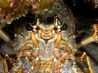 Bimini_170310_114709