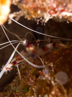 Bimini_170310_115728