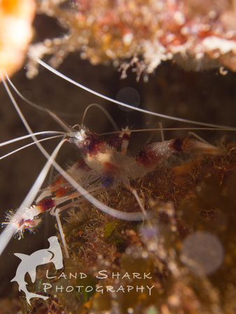 Bimini_170310_115728