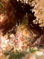 Sun Anemone Shrimp
