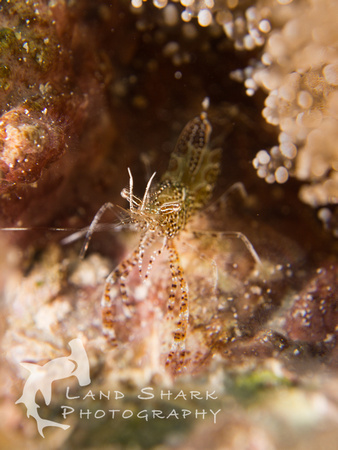 Sun Anemone Shrimp