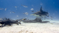 Bimini_170311_154105