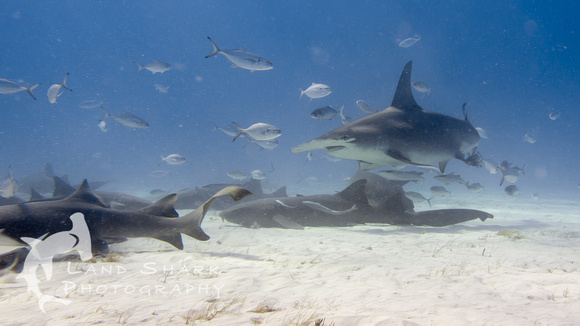 Bimini_170311_154105