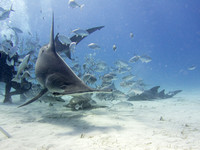 Bimini_170311_154702
