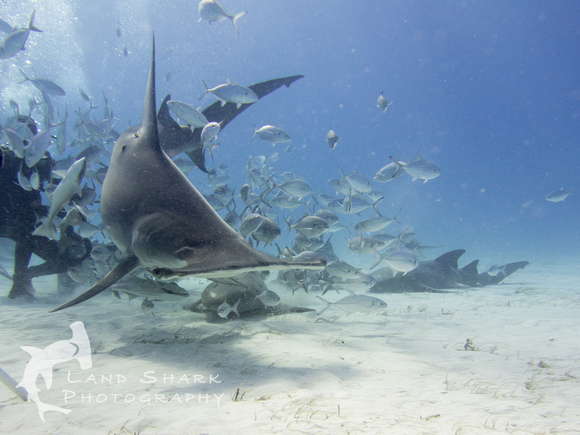 Bimini_170311_154702