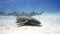 Nurse Shark