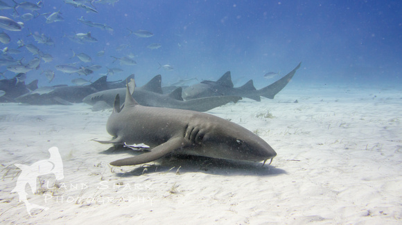 Nurse Shark
