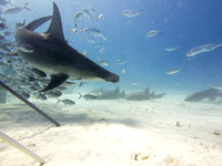 Bimini_170311_155618