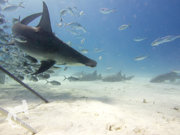 Bimini_170311_155618
