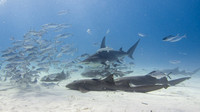 Bimini_170311_160216