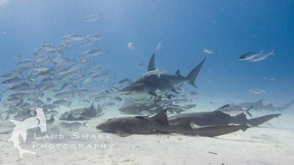 Bimini_170311_160216