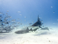 Bimini_170311_160234