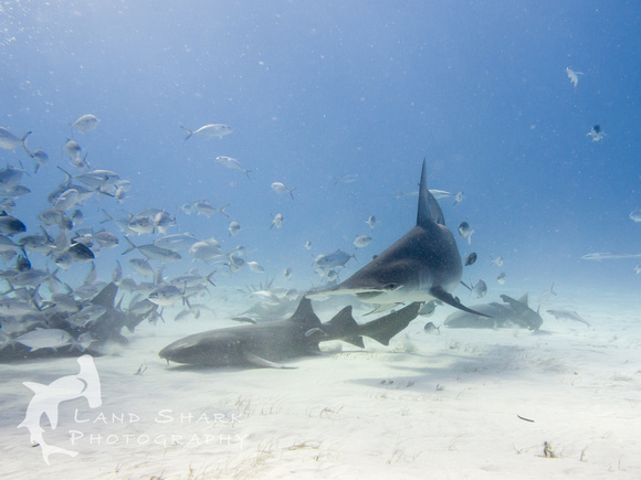 Bimini_170311_160234