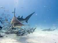 Bimini_170311_160237