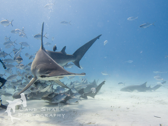 Bimini_170311_160237
