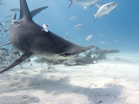 Bimini_170311_160743